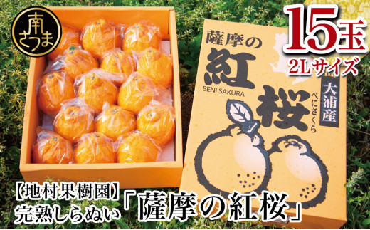 ■至高の熟成柑橘「薩摩の紅桜セット(不知火)」