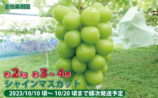  [No.5657-2803]シャインマスカット約2kg（約3～4房）《吉池果樹園》■2023年発送■※10月上旬頃～10月下旬頃まで順次発送予定