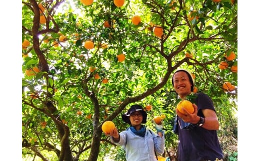 【アタシカ果樹】 樹上完熟 カラマンダリン （4.5kg） 柑橘 くだもの フルーツ みかん 熊野 663145 - 三重県熊野市