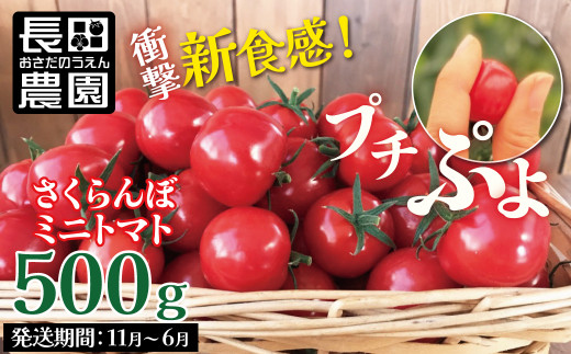 写真：【お試し】衝撃の一粒!!奇跡のさくらんぼミニトマト(プチぷよ) 500g　H004-079