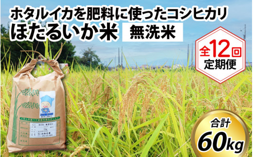 【訳あり】ほたるいか米（無洗米５kg）×12回 計60kg【12ヶ月定期便】 714806 - 富山県滑川市