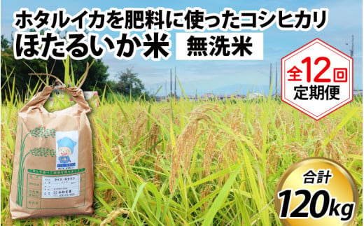 【訳あり】ほたるいか米（無洗米10kg）×12回 計120kg【12ヶ月定期便】 714811 - 富山県滑川市