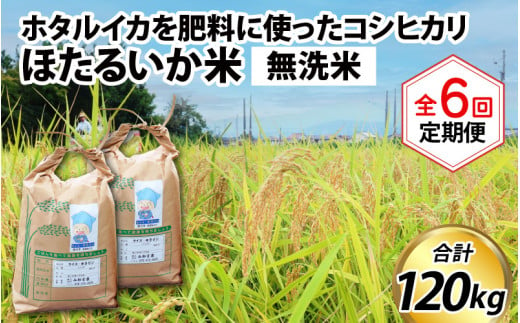 【訳あり】ほたるいか米（無洗米20kg）×6回 計120kg【6ヶ月定期便】 714812 - 富山県滑川市