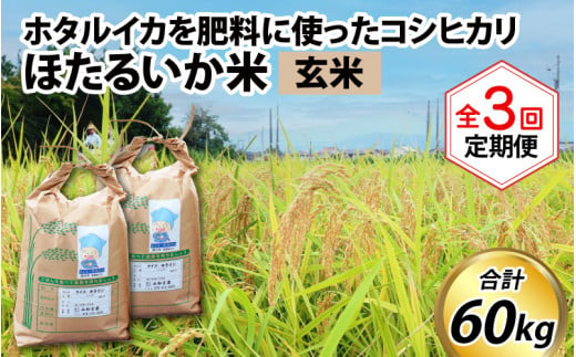 【訳あり】ほたるいか米（玄米20kg）×3回 計60kg【3ヶ月定期便】 714793 - 富山県滑川市
