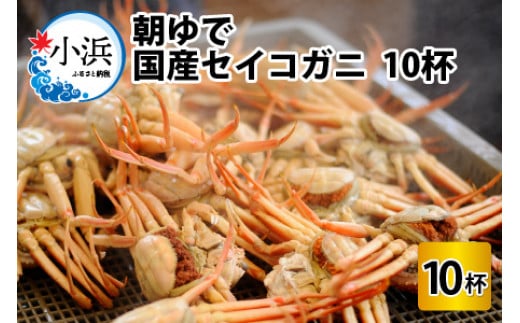 【先行予約】朝ゆで国産セイコガニ　10杯【2024年11月8日から順次発送予定】 1017869 - 福井県小浜市