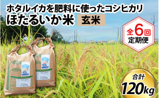 【訳あり】ほたるいか米（玄米20kg）×6回 計120kg【6ヶ月定期便】 714797 - 富山県滑川市