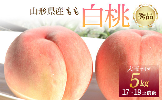 《先行予約 令和5年8月下旬発》 山形県産 白桃 秀品 5kg FSY-0577 888029 - 山形県山形県庁