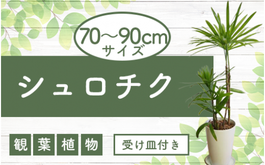 観葉植物】シュロチク70cm~90cm(弓指園芸/A-246)南国鹿児島県で育った