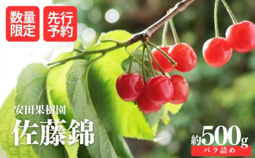 No.2611【先行予約】安田果樹園 さくらんぼ(佐藤錦)約500gバラ詰め【2023年発送】 666619 - 福島県福島市