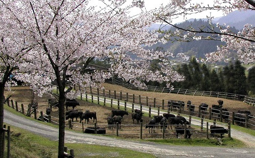 京丹波町にある京都モリタ屋の直営牧場（農事組合法人和知町升谷畜産振興組合）。