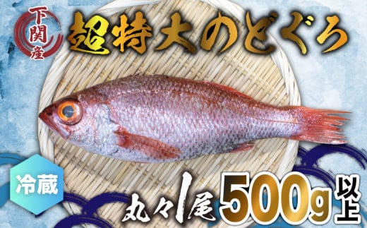 のどぐろ 500g up 1尾 特大 サイズ 下処理 済み 冷蔵 アカムツ 下関 唐戸市場 直送 891241 - 山口県下関市