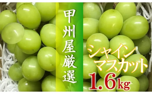 甲州屋厳選　シャインマスカット１．６ｋｇ以上【2023年発送】B15-134