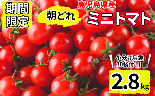 【期間限定】鹿児島県産 内村ファームの朝どれミニトマト(2.8kg) a0-266