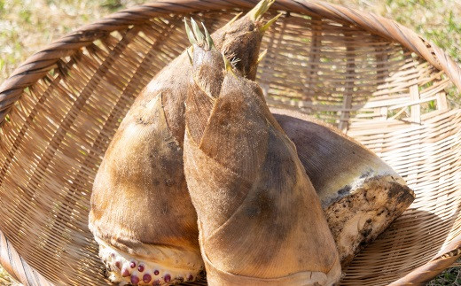 お得得価】 京都府山城産☆朝掘りたけのこ大容量10kg の通販 by