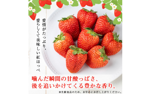 【期間限定・数量限定】鹿児島県産朝採れイチゴ「紅ほっぺ」計1kg(250g×4パック) a0-257