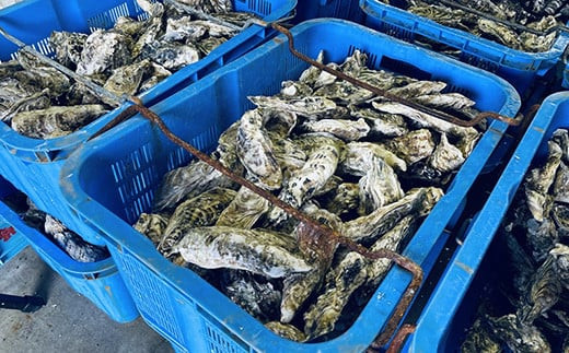 私たち漁師が獲った、新鮮な仙鳳趾名産の牡蠣を直接、お届けします。