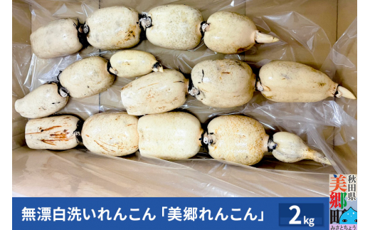無漂白洗いれんこん「美郷れんこん」2kg 670019 - 秋田県美郷町