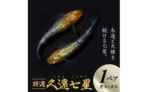 138-4 舞めだか生産 特選 「久遠七星」 オス メス 1ペア 2匹 超高密度 観賞魚 飼育 生体 成魚 めだか 虹色 ラメ 七色 光体型 メダカ  - 熊本県宇土市｜ふるさとチョイス - ふるさと納税サイト