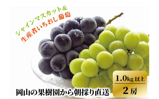 KF-B14【きよとう】シャインマスカット&生産者いちおし葡萄(2房1.0kg以上) 753225 - 岡山県真庭市