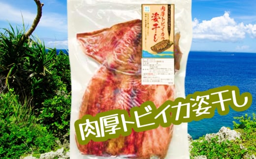 肉厚トビイカの姿干し　5枚セット【海市水産から直送】|合同会社　海市水産