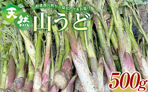 FYN9-151 《先行予約》『山菜ときのこの里西川町』 山里の春の香り 天然ウド 500g うど 324766 - 山形県西川町