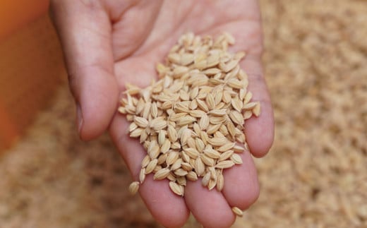 天日干し ひのひかり 5kg お米 ご飯 自然農法 籾貯蔵 新鮮 大分県産