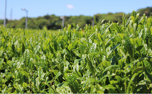 深蒸し新茶（80ｇ×3袋）・上煎茶の抹茶入り玄米茶（100ｇ×3袋