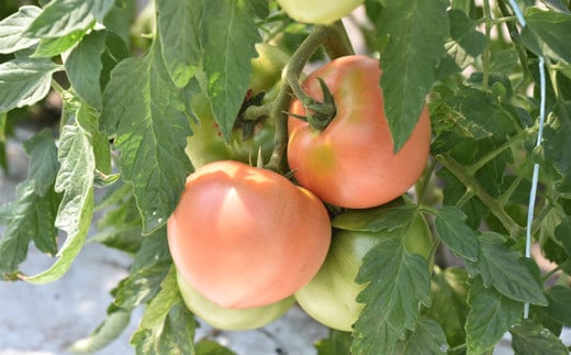 甘み酸味のバランスが取れた旨味のあるトマトです。