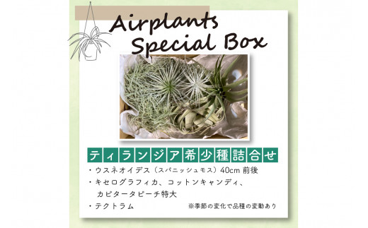 エアープランツスペシャルＢＯＸ インテリア エアープランツ 観葉植物