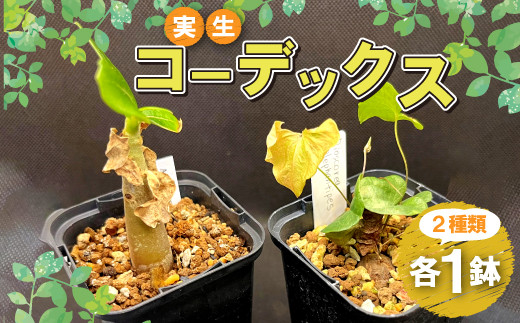 実生コーデックス(塊根植物)2鉢【アデニウムソコトラナム ディオスコレアエレファンティペス（亀甲竜）各1鉢 数量限定 観葉植物 鉢植 塊根植物  球根植物 インテリア 新生活 一人暮らし 単身赴任 模様変え 家庭用 記念日 プレゼント オリジナル培養土】