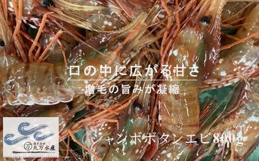 6-035-003 [北海道産]冷凍ジャンボボタンエビ800g(7尾〜11尾)