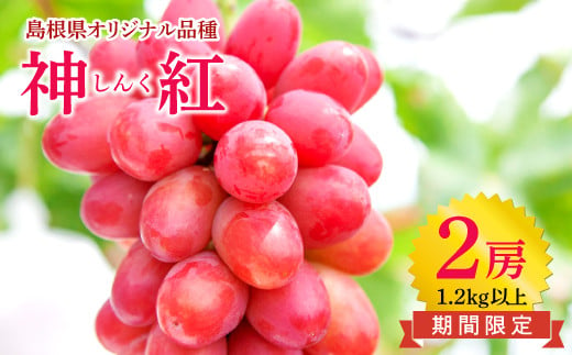 しんく！シンク！神紅！2房入り1.2kg以上【先行予約 神紅 2房 島根県オリジナル品種 高糖度 皮ごと 種なし ぶどう ブドウ 葡萄 果物 くだもの フルーツ 数量限定 季節限定 ギフト 贈り物 贈答】 690060 - 島根県益田市