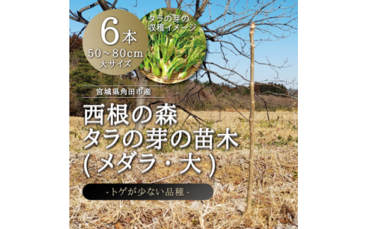 宮城県 西根の森 タラの木の苗木 手掘り苗(タラの芽)50～80cm 6本 ...