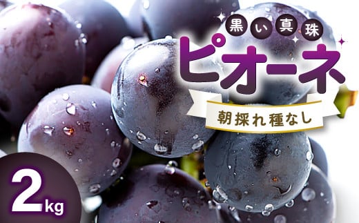 黒い真珠と言われています。益田で育った果汁たっぷりで、種がなく、ほど良い甘みとさわやかな酸味で、大変食べやすい葡萄です。