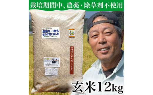 ＜令和5年産＞玄米 農薬不使用(栽培期間中) 福岡県芦屋町産コシヒカリ 〈玄米〉12kg【1386264】