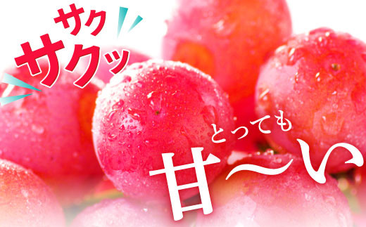 秋作］朝採れ赤いぶどう クイーンニーナ 1Kg【先行予約 秋作 朝採れ