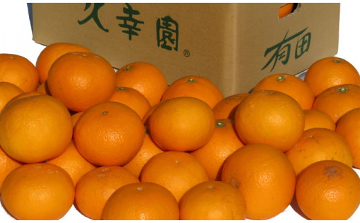 久幸園 完熟 清見オレンジ 7kg (サイズ混合) みかん ミカン 蜜柑 