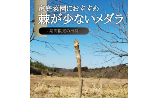 宮城県 西根の森 タラの木の苗木 手掘り苗(タラの芽)20～50cm 6