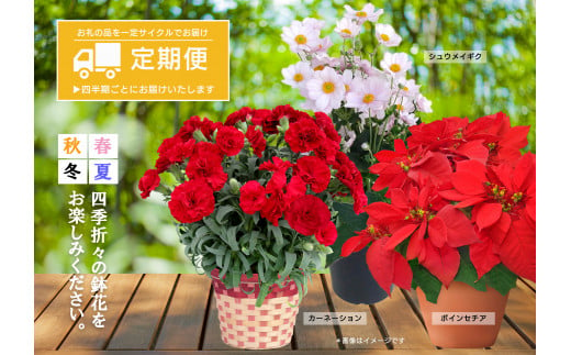 花卉（鉢花）定期便A 771968 - 福島県矢祭町