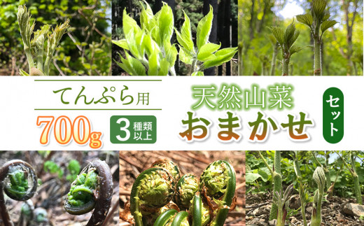 天ぷら用 天然山菜おまかせセット 700g（3種類以上） わかば屋 687436