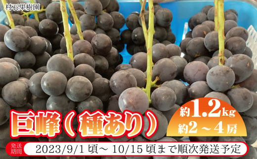 No.5657-2736]有核（種あり）巨峰 約2～4房 約1.2kg《村石果樹園