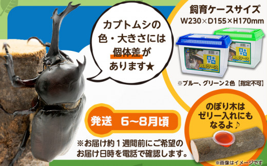 【先行受付☆2024年6月以降お届け】カブトムシ(飼育セット付き) ※限定100セット※_LG-3311_ (都城市)国産カブトムシ オス 飼育セッ  ト夏休み 子ども ゼリー 自由研究 プレゼント