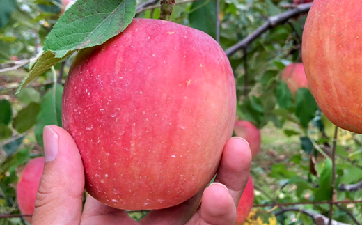 実りの季節には、多種類のりんごの香りでいっぱいです。