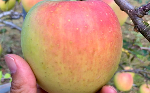 「九州・佐賀県産りんご」の味と魅力を多くの人々に知って頂きたいという思いを引き継ぎ、38年間作り続けてきました。