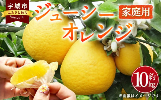 ジューシーオレンジ（河内晩柑）家庭用 10kg のむちゃん農園