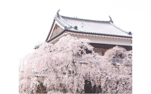 上田城の桜染め 上田紬ストール染物 絹100％ ピンク 桜色 [№5312-0551