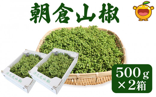 数量限定！朝倉山椒 500ｇ×2箱 生山椒 枝付き さんしょう サンショウ 花椒 ホアジャオ スパイス 調味料 大分県産 九州産 津久見市 国産 773148 - 大分県津久見市