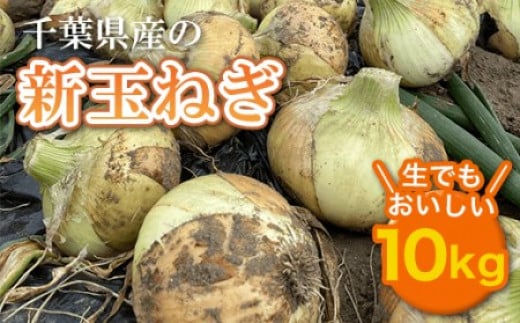 【先行受付】千葉県産 新玉ねぎ10kg 生でもおいしい！【2024年5月上旬から順次発送】 玉ネギ たまねぎ タマネギ 玉葱 新玉ねぎ 野菜 千葉県  大網白里市 送料無料