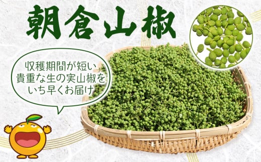 正規 HaZuki MoriTo花山椒 500g (京都産) 004 - 通販 - lubo.com.pl