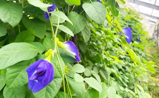 その原料はツユクサのような青い花でマメ科の植物です。夏に開花する花を手摘み収穫し、清涼感のあるお茶に仕上げました。